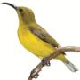 Sunbird