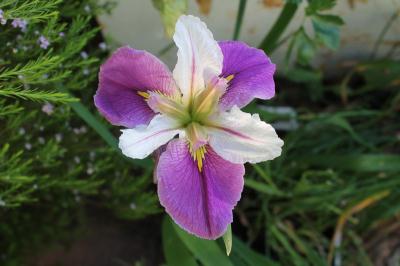 Louisana-iris-Colourific