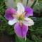Louisana-iris-Colourific