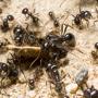 Ants