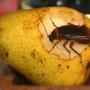 Cockroach