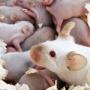Mice