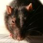 Rat