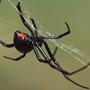 Spiders