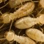 Termites