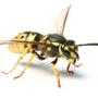 Wasp
