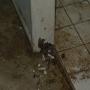 White Ant Damage