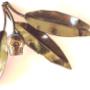 Australian gumnut and leaf