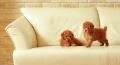 Upholstery Cleaning