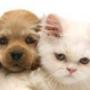 Vet services for dogs and cats of all ages