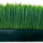 Fresh wheatgrass delivered to you