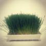 Fresh wheatgrass