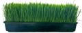 Wheatgrass trays