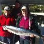 mackerel