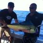 mahi mahi
