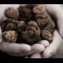 The Truffle Store