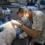 veterinary surgery