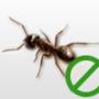 Ants Control