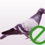 Bird Control
