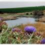 irrigation dam
