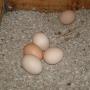 Farm Fresh Eggs