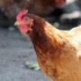 HENrietta Hen (The Boss)