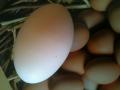 All Purpose Eggs