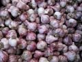 Purple Stripe Garlic - Australian Organic
