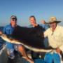 Uploaded by visitor on 17/12/2017 - Sailfish at Dundee Beach