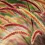 Horticultural advice for your garden