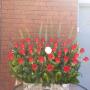 Special Birthday Events Arrangement With 41 Roses