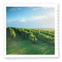 Wine Tours