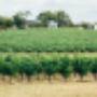 Beautiful Winery