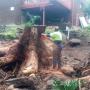 Complete Tree Stump Removal