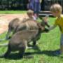 Taronga zoo