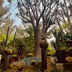 Roraima Nursery