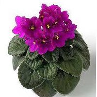 Tumut Valley Violets