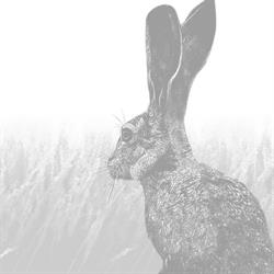 Cottontail Wines