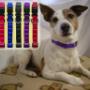 Magnetic Dog collar