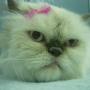 Cat Grooming