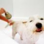 Mobile Dog Wash
