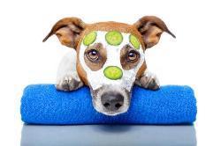 The Canine Spa - Cooroy