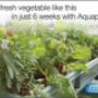 Hydroponics System