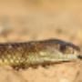 King Brown or Mulga Snake