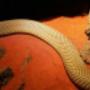 King Brown or Mulga Snake