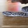 Murray Darling Carpet Python