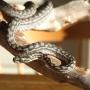 Murray Darling Carpet Python