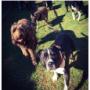 Dog Walking