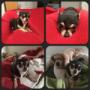 Pets