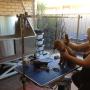 Little Mia getting clipped